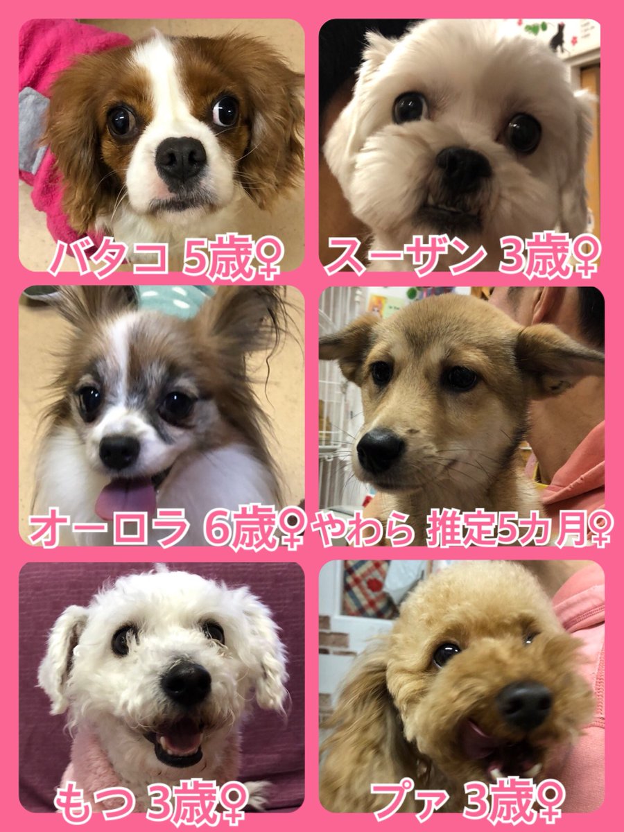 🐾今日の里親様募集中ワンコ🐶メンバーです🐾2020,1,13